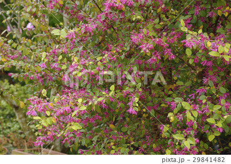 ベニバナトキワマンサク ベニバナトキワマンサク 29841482