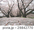 背割提 29842770