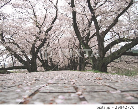 背割提 背割提 29842770