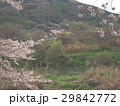 背割提 29842772