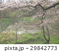 背割提 29842773