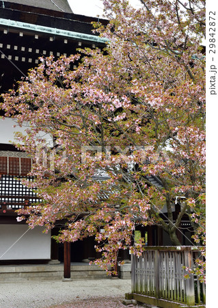 京都御所 紫宸殿 左近の桜 京都御所 紫宸殿 左近の桜 29842872