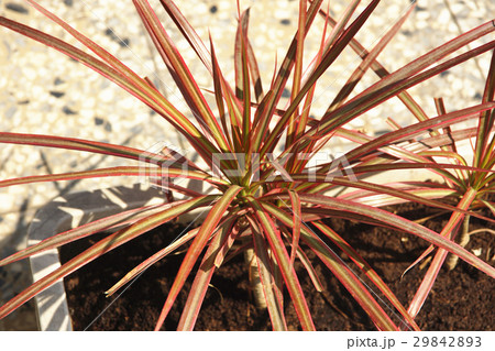 赤い葉 モミジの葉 赤葉 29842893