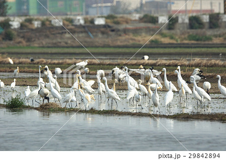 鳥 鳥綱 鳥の群れ 29842894