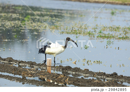 サハラ サハラ砂漠 アフリカ 29842895