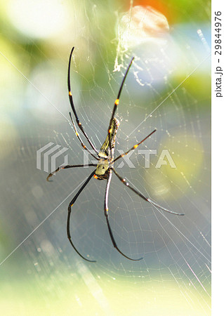 クモ 蜘蛛 スパイダー 29844976