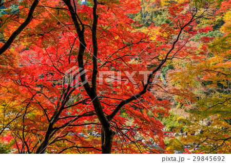 香嵐渓の紅葉 29845692