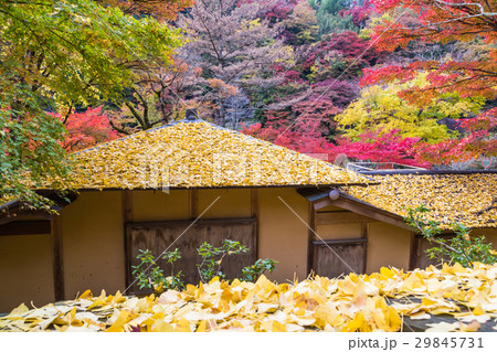 香嵐渓の紅葉 29845731