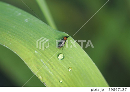 甲虫目 甲虫類 蛍 29847127