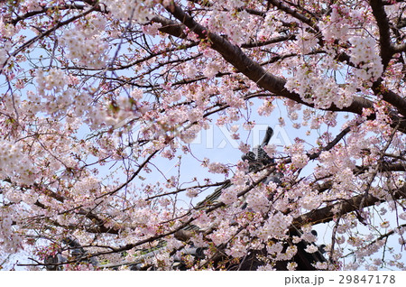 七分咲きの桜からのぞく寺院の瓦屋根　右寄せ 29847178