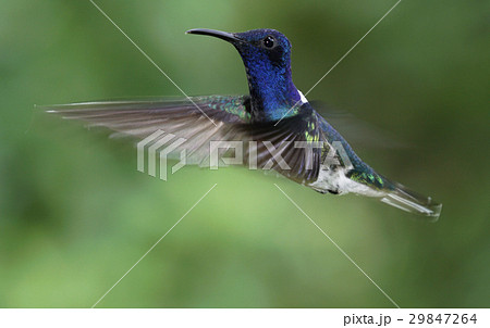 シロエリハチドリ 29847264