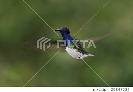 シロエリハチドリ 29847282