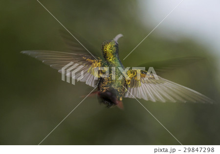 ハイバラエメラルドハチドリ 29847298