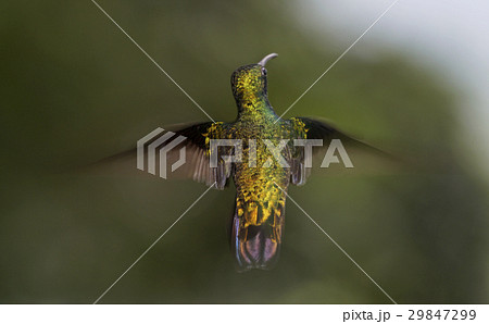 ハイバラエメラルドハチドリ 29847299