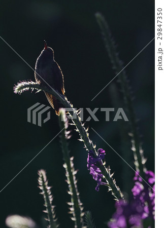 ドウボウシハチドリ 29847350