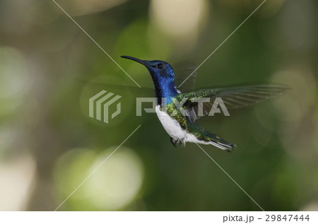 シロエリハチドリ 29847444