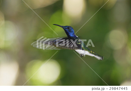 シロエリハチドリ シロエリハチドリ 29847445