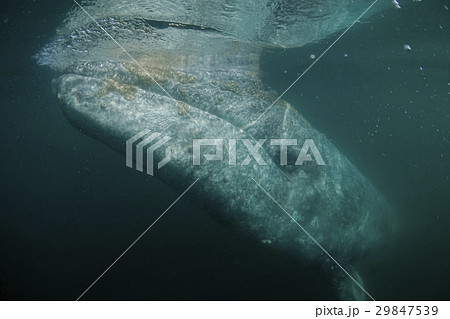 コククジラ 29847539