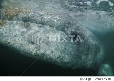 コククジラ 29847546