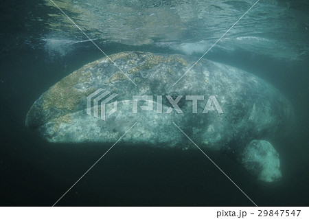 コククジラ 29847547