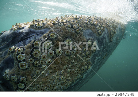 コククジラ コククジラ 29847549