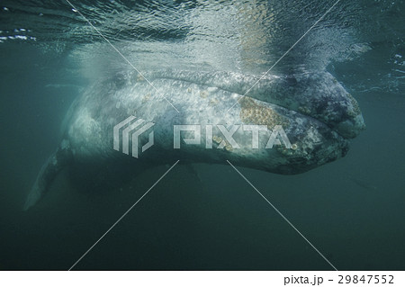 コククジラ 29847552