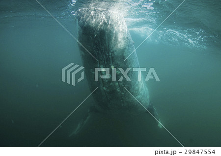 コククジラ 29847554