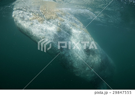 コククジラ コククジラ 29847555