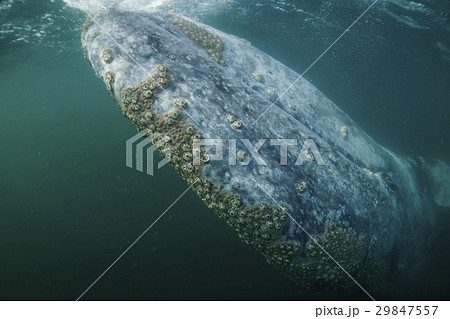 コククジラ コククジラ 29847557