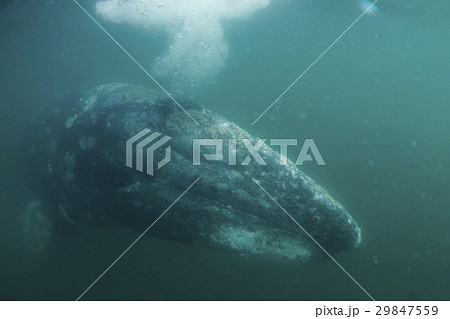 コククジラ 29847559