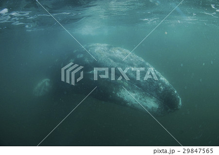 コククジラ 29847565
