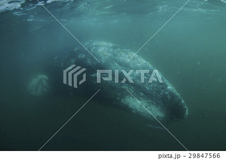 コククジラ 29847566