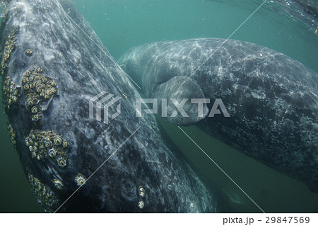 コククジラ コククジラ 29847569
