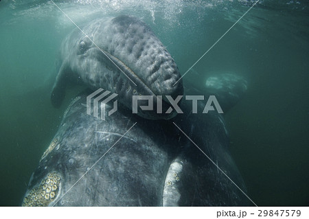 コククジラ コククジラ 29847579