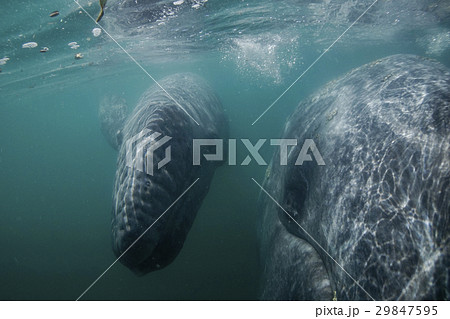 コククジラ 29847595