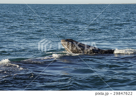 コククジラ 29847622