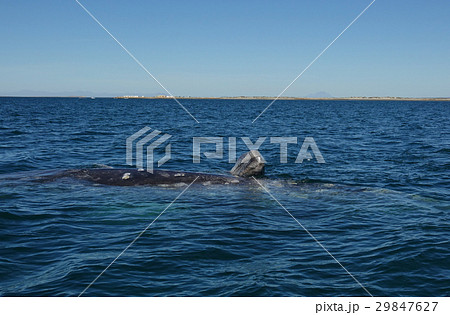 コククジラ コククジラ 29847627