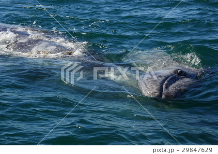 コククジラ コククジラ 29847629