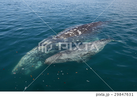 コククジラ 29847631
