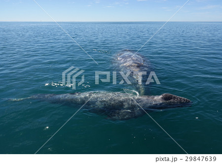 コククジラ コククジラ 29847639