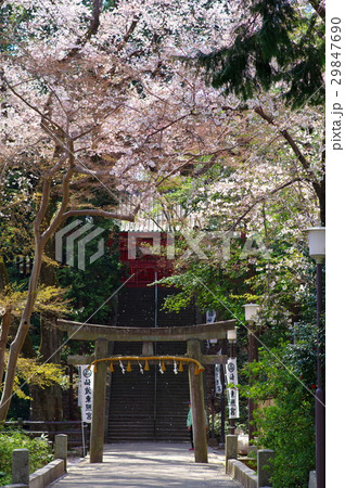 桜舞い散るお宮の石段 タテ 全体 桜舞い散るお宮の石段 タテ 全体 29847690