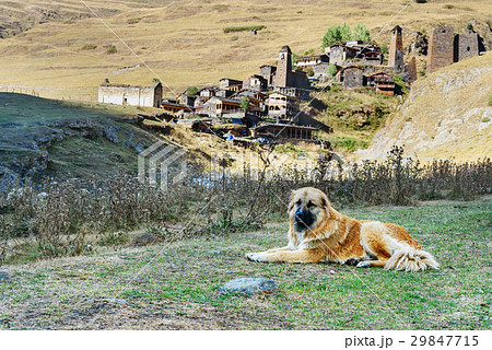 Caucasian Shepherd Dog near village Dartlo Georgia 29847715