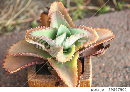 多肉植物 サキュレント 植物 29847902