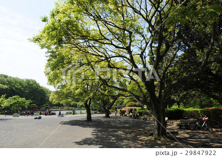 新緑の公園　横浜市こども自然公園 29847922