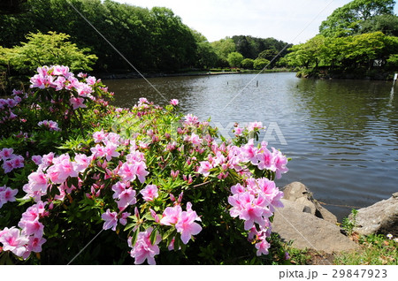 新緑の公園 横浜市こども自然公園 新緑の公園 横浜市こども自然公園 29847923