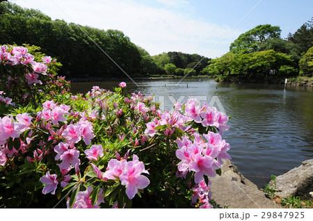 新緑の公園　横浜市こども自然公園 29847925