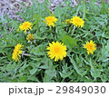 タンポポ 29849030