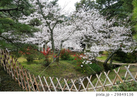 高松市、栗林公園の桜と松 高松市、栗林公園の桜と松 29849136