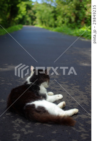 田代島の猫　何かが通った 29849235