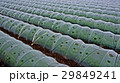 野菜のトンネル栽培 29849241